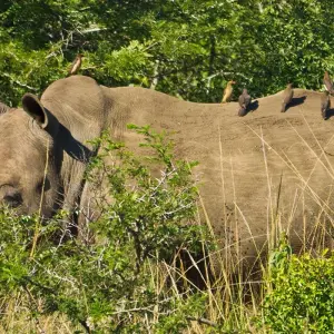 Explore Wonderland South Africa for 16 days with Gebeco and discover unforgettable experiences - Photo 4