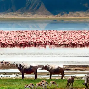Explore Kenya and Tanzania - savannah dreams in an animal paradise for 13 days with Gebeco and discover unforgettable experiences - Photo 6