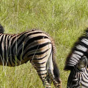 Explore Wonderland South Africa for 16 days with Gebeco and discover unforgettable experiences - Photo 6