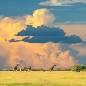 Explore Namibia - From Windhoek to the Victoria Falls for 14 days with Gebeco and discover unforgettable experiences - Photo 3