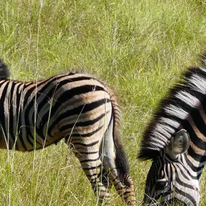 Explore Magical South Africa for 14 days with Gebeco and discover unforgettable experiences - Photo 3