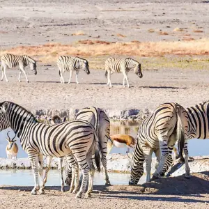 Explore Namibia - Wilderness and Vastness with Flair for 13 days with Gebeco and discover unforgettable experiences - Photo 2