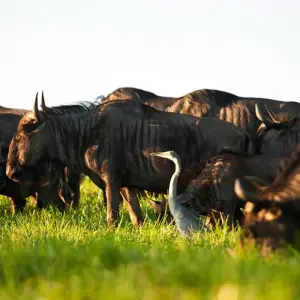 Explore The Great South Africa Trip for 20 days with Gebeco and discover unforgettable experiences - Photo 6