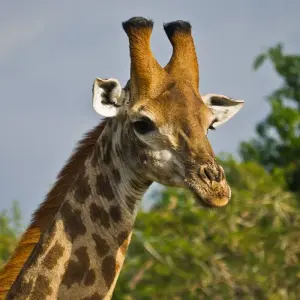 Explore Magical South Africa for 14 days with Gebeco and discover unforgettable experiences - Photo 5