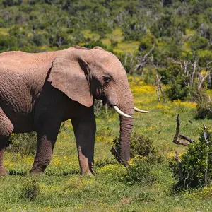 Explore South Africa at its Finest for 15 days with Gebeco and discover unforgettable experiences - Photo 4