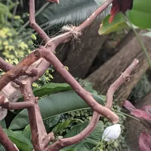 Explore Vancouver Aquarium and Bloedel conservatory wildlife tour private for 1 days with Globalduniya and discover unforgettable experiences - Photo 6