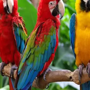 Explore Vancouver Aquarium and Bloedel conservatory wildlife tour private for 1 days with Globalduniya and discover unforgettable experiences - Photo 8