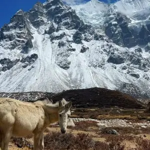 Explore Kanchenjunga North Base Camp Trek - 18 Days for 18 days with Glorious Himalaya Trekking Pvt. Ltd. and discover unforgettable experiences - Photo 6