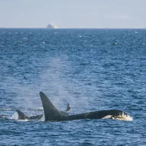 Explore Grand Western Canada Vacation with Alaska Cruise for 20 days with Globus and discover unforgettable experiences - Photo 9