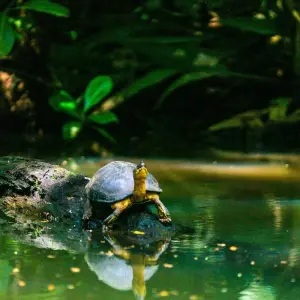 Explore Independent Costa Rica Wonders with Tortuguero for 9 days with Globus and discover unforgettable experiences - Photo 3