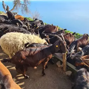Explore Trekking of Amalfi Coast for 4 days with Go in Italy Ltd and discover unforgettable experiences - Photo 3