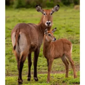 Explore 10 Days The Very Best Of Uganda for 10 days with GoExplore Safaris and discover unforgettable experiences - Photo 2