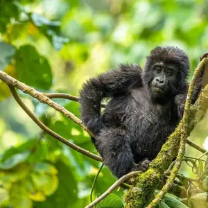 Explore 08 Days Uganda's Epic Safari Tour for 8 days with GoExplore Safaris and discover unforgettable experiences - Photo 3