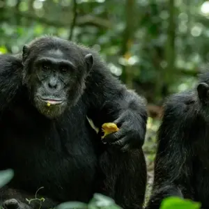 Explore 10 Days The Very Best Of Uganda for 10 days with GoExplore Safaris and discover unforgettable experiences - Photo 3