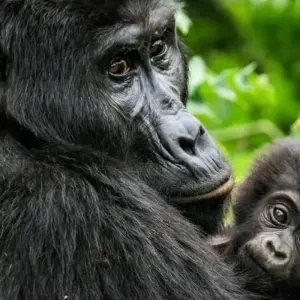 Explore Ultimate Gorilla Trekking Uganda for 4 days with GoExplore Safaris and discover unforgettable experiences - Photo 3