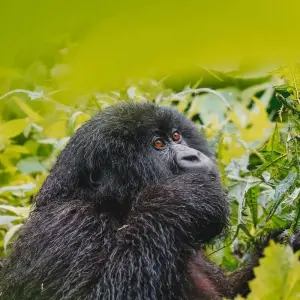 Explore 8 Days Uganda's Best Highlights for 8 days with GoExplore Safaris and discover unforgettable experiences - Photo 2