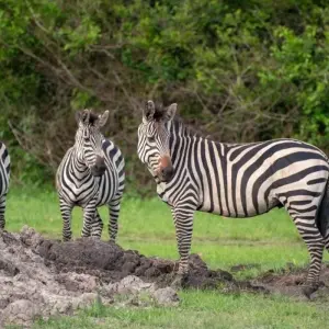 Explore 10 Days The Very Best Of Uganda for 10 days with GoExplore Safaris and discover unforgettable experiences - Photo 5