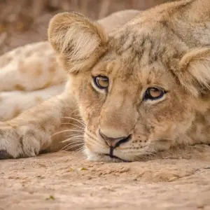Explore 08 Days Uganda's Epic Safari Tour for 8 days with GoExplore Safaris and discover unforgettable experiences - Photo 6