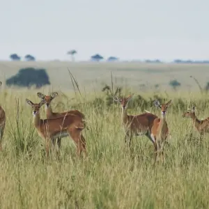 Explore 10 Days Best Of The Pearl Of Africa for 10 days with GoExplore Safaris and discover unforgettable experiences - Photo 3