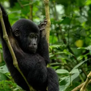 Explore 10 Days The Very Best Of Uganda for 10 days with GoExplore Safaris and discover unforgettable experiences - Photo 6