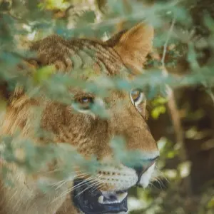Explore 8 Days Uganda's Best Highlights for 8 days with GoExplore Safaris and discover unforgettable experiences - Photo 4
