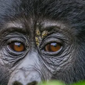 Explore Ultimate Gorilla Trekking Uganda for 4 days with GoExplore Safaris and discover unforgettable experiences - Photo 6