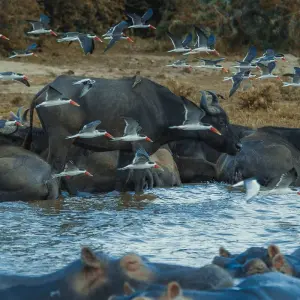 Explore 8 Days Uganda's Best Highlights for 8 days with GoExplore Safaris and discover unforgettable experiences - Photo 5