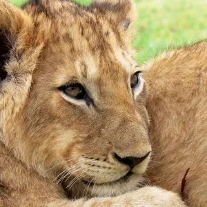 Explore 11 Days Gorillas & The Great Migration and Big Five for 11 days with GoExplore Safaris and discover unforgettable experiences - Photo 6