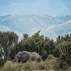 Explore 15 Days Ugandan Odyssey for 15 days with GoExplore Safaris and discover unforgettable experiences - Photo 3