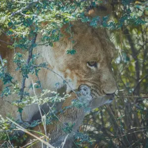 Explore 15 Days Ugandan Odyssey for 15 days with GoExplore Safaris and discover unforgettable experiences - Photo 4