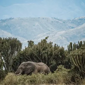 Explore 10 Days Best Of The Pearl Of Africa for 10 days with GoExplore Safaris and discover unforgettable experiences - Photo 6