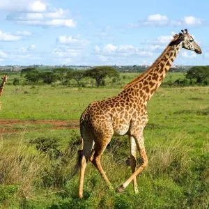 Explore 11 Days Gorillas & The Great Migration and Big Five for 11 days with GoExplore Safaris and discover unforgettable experiences - Photo 8