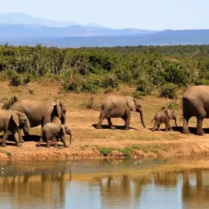 Explore 11 Days Gorillas & The Great Migration and Big Five for 11 days with GoExplore Safaris and discover unforgettable experiences - Photo 9