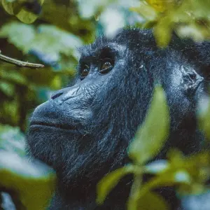 Explore 15 Days Ugandan Odyssey for 15 days with GoExplore Safaris and discover unforgettable experiences - Photo 6