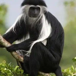 Explore 5-Day / 4 Nights Remarkable Rwanda Tour for 5 days with Golden Rwanda Safaris Ltd and discover unforgettable experiences - Photo 2