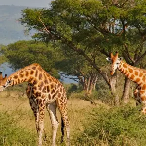 Explore 3-Day Trip To Akagera National Park for 3 days with Golden Rwanda Safaris Ltd and discover unforgettable experiences - Photo 3