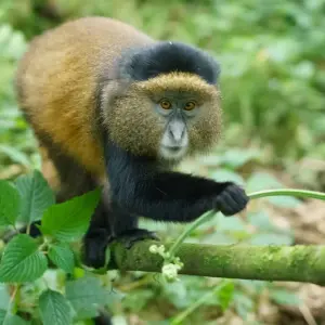 Explore 3-Day Rwanda Gorilla and Golden Monkeys for 3 days with Golden Rwanda Safaris Ltd and discover unforgettable experiences - Photo 2