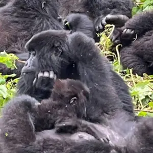 Explore 11-Day Rwanda Gorillas, Kenya, And Maasai Mara Adventure. for 11 days with Golden Rwanda Safaris Ltd and discover unforgettable experiences - Photo 6