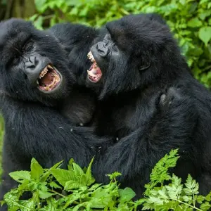 Explore 3-Day Rwanda Gorilla and Golden Monkeys for 3 days with Golden Rwanda Safaris Ltd and discover unforgettable experiences - Photo 4