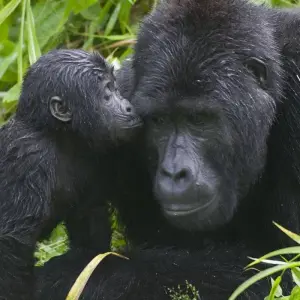 Explore 3-Day Rwanda Gorilla and Golden Monkeys for 3 days with Golden Rwanda Safaris Ltd and discover unforgettable experiences - Photo 5