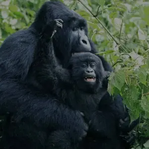 Explore 5-Day / 4 Nights Remarkable Rwanda Tour for 5 days with Golden Rwanda Safaris Ltd and discover unforgettable experiences - Photo 6
