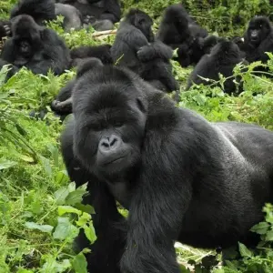 Explore 12-Day Rwanda Safari & Beyond (Volcano National Park, Nyungwe Forest National Park, Akagera National Park) for 12 days with Golden Rwanda Safaris Ltd and discover unforgettable experiences - Photo 6