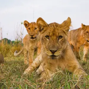 Explore 12-Day Rwanda Safari & Beyond (Volcano National Park, Nyungwe Forest National Park, Akagera National Park) for 12 days with Golden Rwanda Safaris Ltd and discover unforgettable experiences - Photo 7