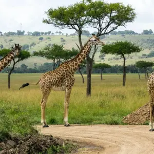 Explore 6 Days 5 Nights Private Safari Kenya Tanzania Mid Range Safari for 6 days with Golden world explore and discover unforgettable experiences - Photo 4
