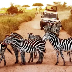 Explore 8 Days Mid Range Wildlife Safari for 8 days with Golden world explore and discover unforgettable experiences - Photo 6