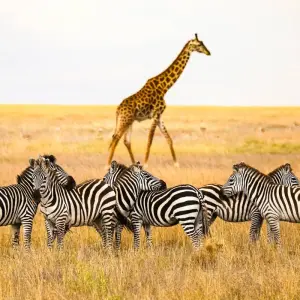 Explore 12 Days Honeymoon Tanzania and Zanzibar for 12 days with Golden world explore and discover unforgettable experiences - Photo 8