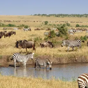 Explore 9 Days 8 Nights Private Safari Kenya Tanzania Mid Range Safari for 9 days with Golden world explore and discover unforgettable experiences - Photo 8