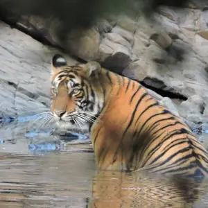 Explore Luxury India Tour for 10 Days for 10 days with Golden Triangle India Tours and discover unforgettable experiences - Photo 3