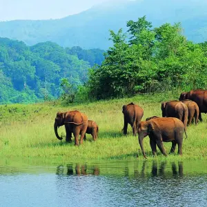 Explore Luxury Kerala Tour 8 Days for 8 days with Golden Triangle India Tours and discover unforgettable experiences - Photo 9