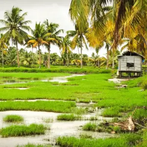Explore Luxury North India with Kerala Tour for 19 days with Golden Triangle India Tours and discover unforgettable experiences - Photo 9